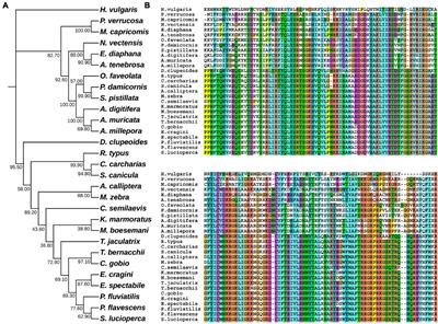 Binding Pattern Reconstructions of FGF-FGFR Budding-Inducing Signaling in Reef-Building Corals